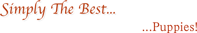 Simply The Best...
                                 ...Puppies!